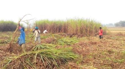 कपिलबस्तुका उखु किसान आन्दोलनमा