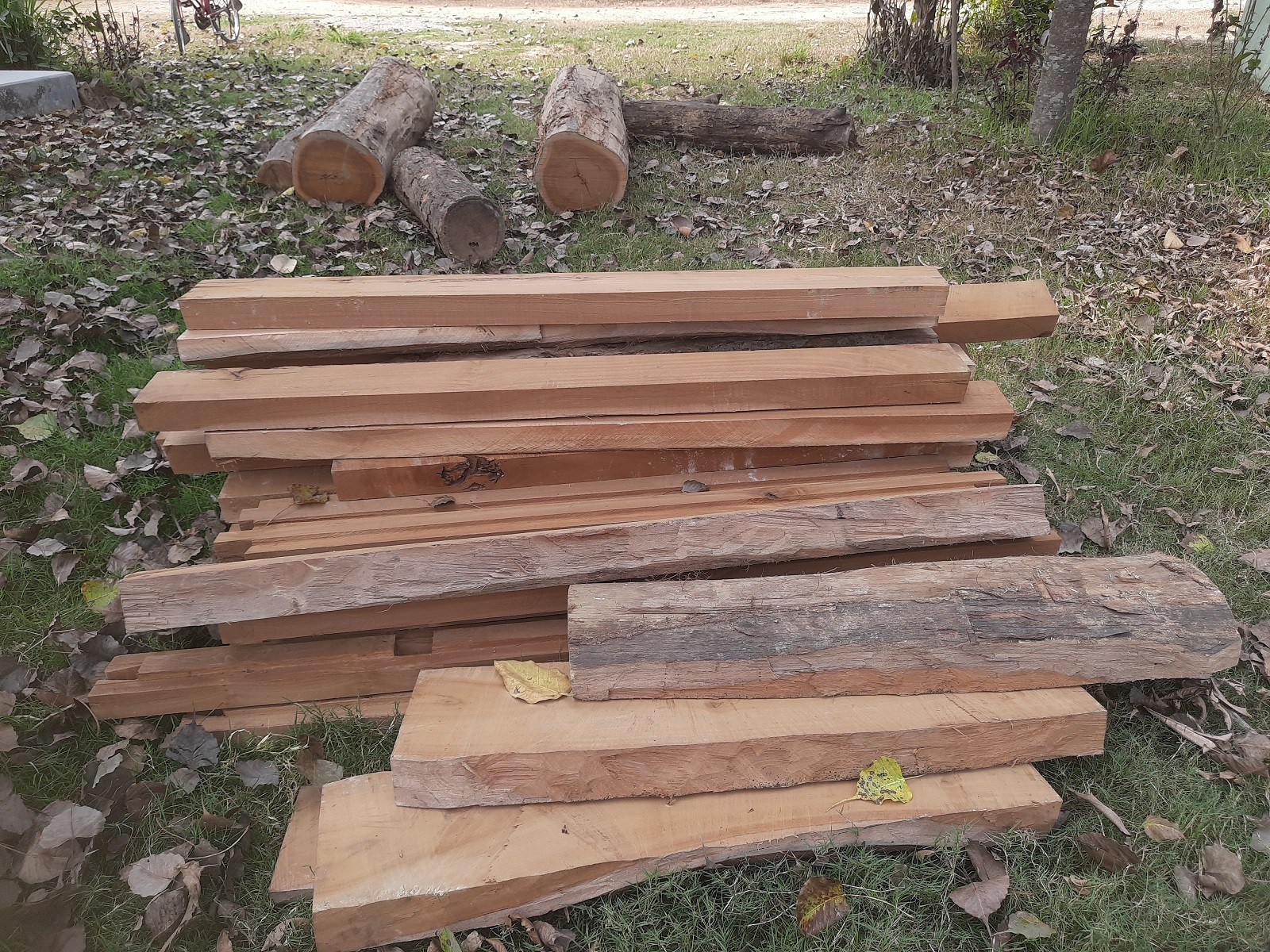 नयाँ समिति गठन भएको दुई महिनामै करिब १४१.६० क्युफिट अबैध सालको काठ बरामद