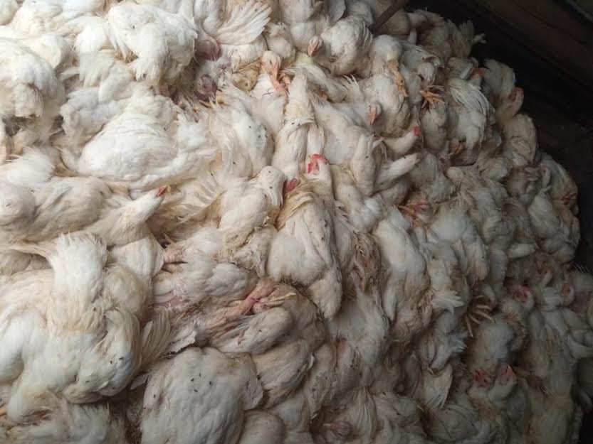 रुपन्देहीबाट साढे २ लाख मूल्य बराबरको अवैध ब्रोईलर कुखुरा बरामद