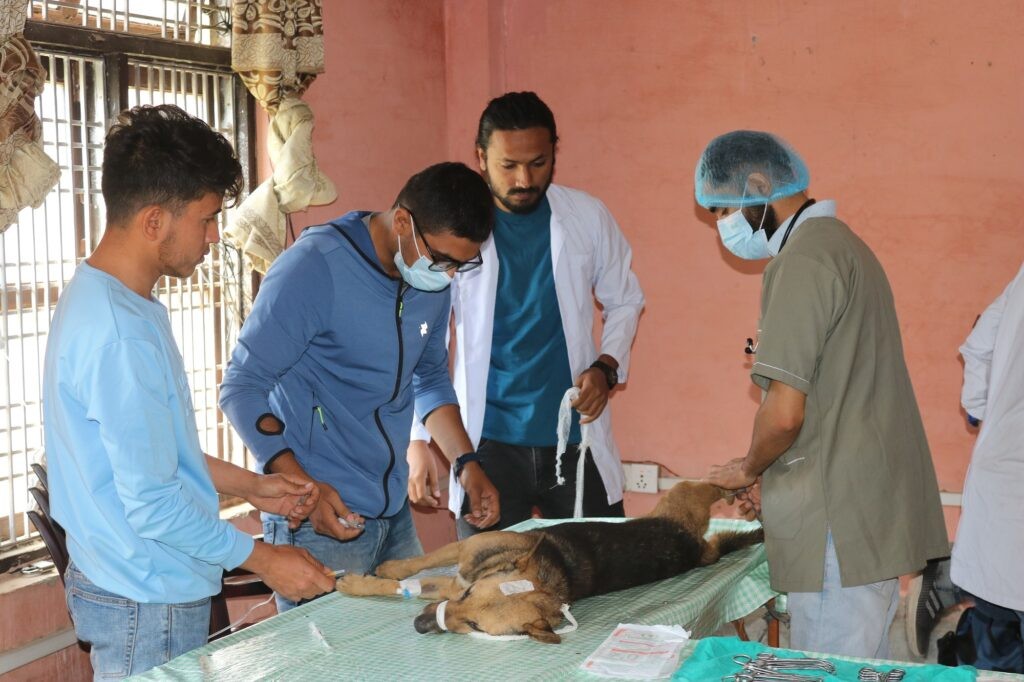 बुटवलमा सामुदायिक कुकुरको बन्ध्याकरण शुरु