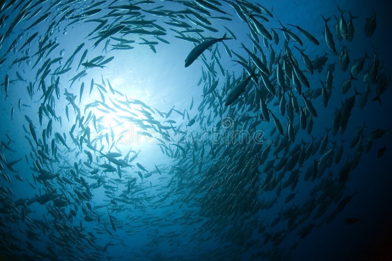 जीवहरू लोप हुनबाट रोक्ने समय घर्किँदै