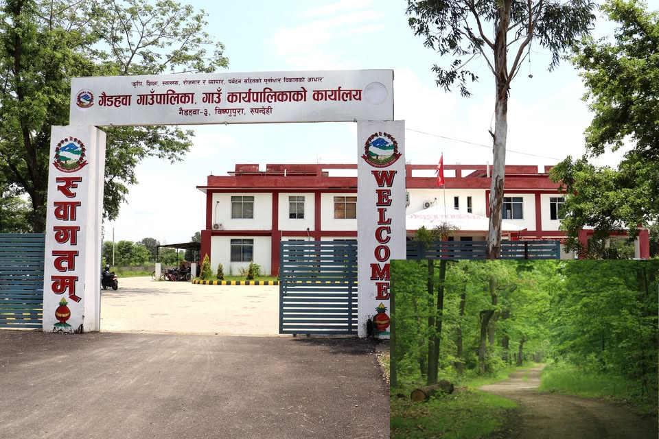 गैडहवाको सामुदायिक बनमा पदाधिकारीहरु नै काठ चोरीमा संलग्न भएको आरोप प्रत्यारोप